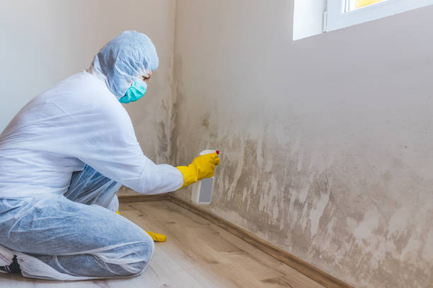 Licensed Mold Testing service in Somerset, KY - WQB Mold Removal